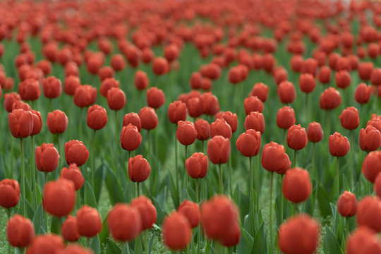 春天红色郁金香花丛花海