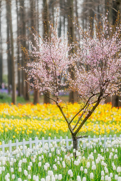 春天郁金香花丛花海春色满园