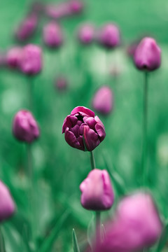 春天紫色郁金香花丛花海