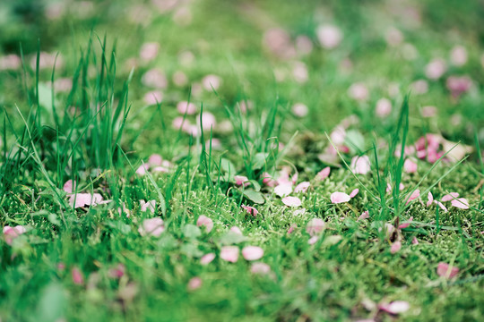 春天草地上掉落的梅花花瓣