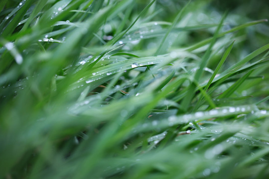 雨后的野草