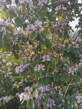紫荆花团锦簇