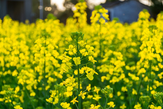 油菜花