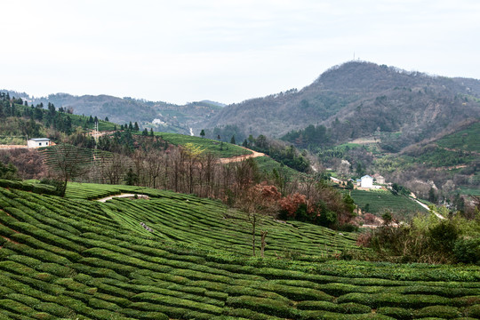 高山茶叶生产基地