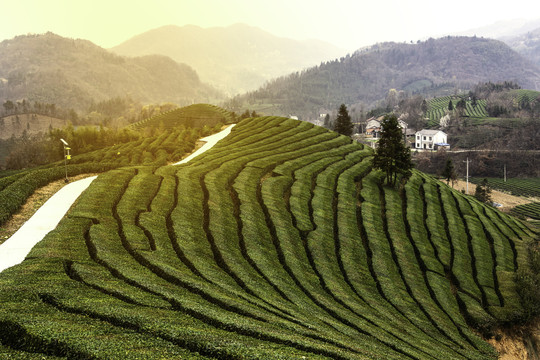 高山茶叶生产基地