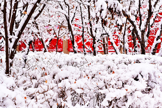 初春雪景