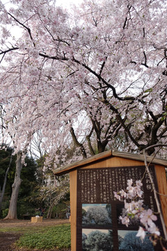 东京古树樱花