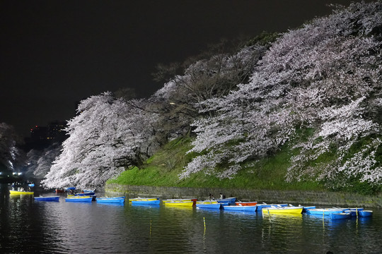 日本东京夜樱