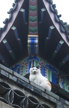 寺庙建筑与猫