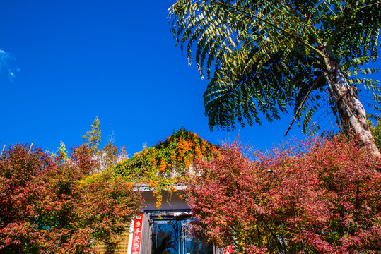 花园小院