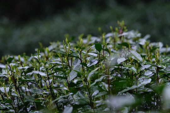 杭州西湖龙井茶春雨春茶嫩芽