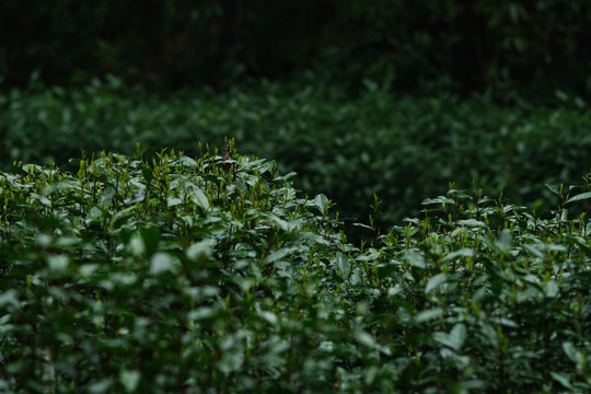 杭州西湖龙井茶春雨春茶嫩芽