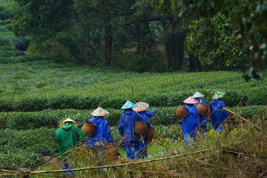 杭州西湖龙井茶采茶工