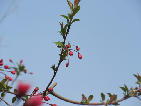 海棠花