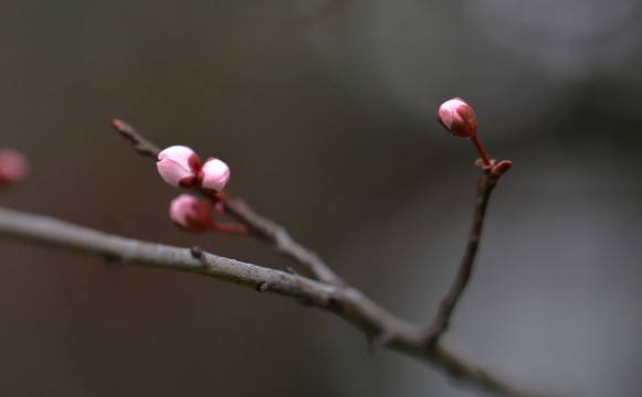 唯美樱花