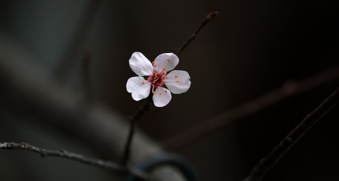 唯美樱花