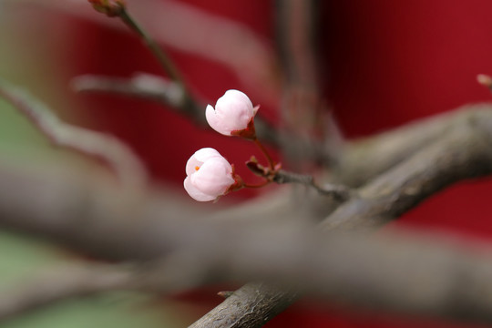 唯美樱花