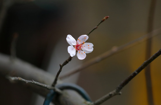 唯美樱花