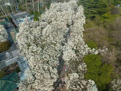 航拍济南百花公园玉兰花大道