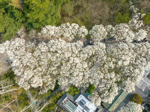 航拍济南百花公园玉兰花大道