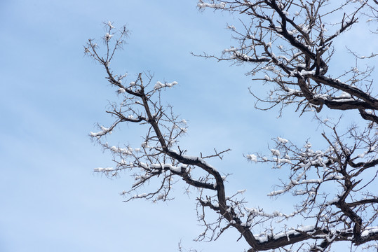 雪后古树