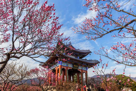 南京梅花山博爱阁红梅花开