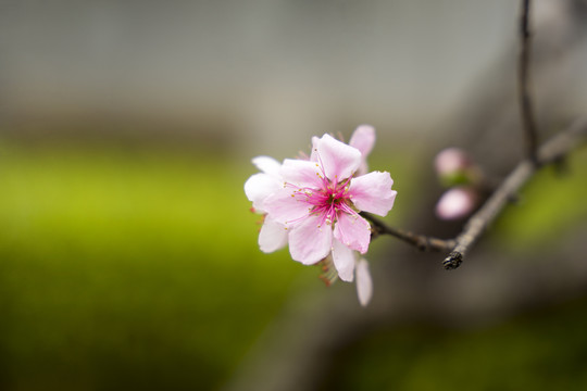 桃花