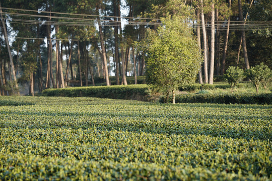 春天的茶园