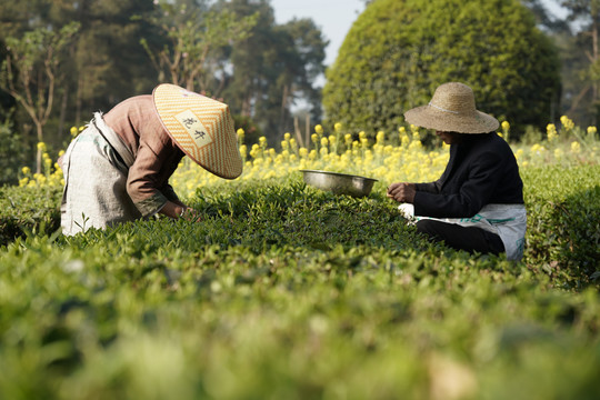 茶农采茶