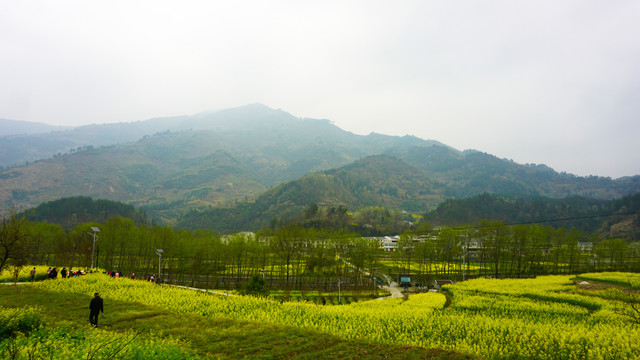 汇湾油菜二