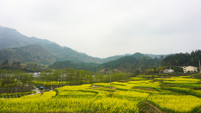 汇湾油菜三