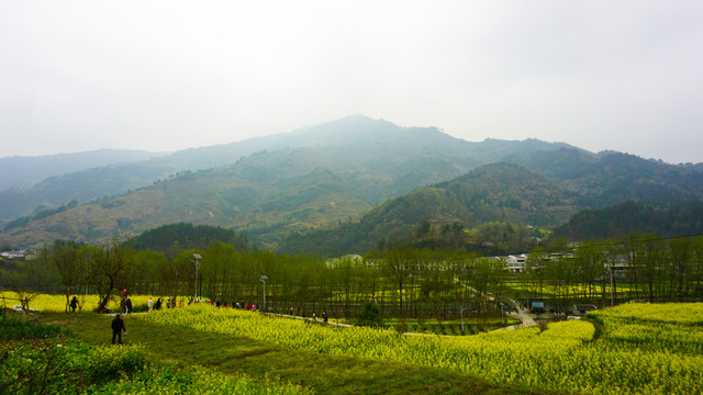 汇湾油菜四