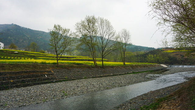 汇湾垂柳