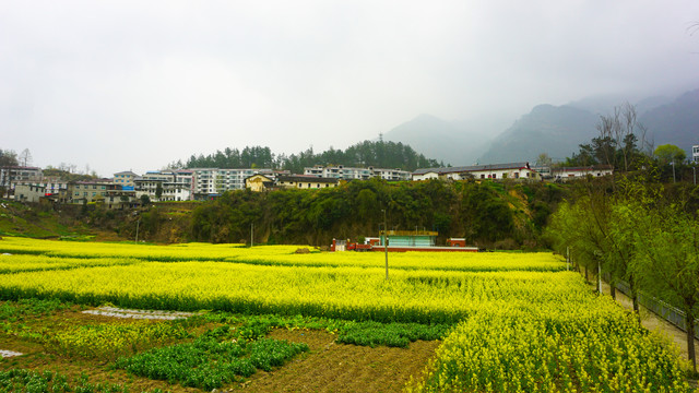 汇湾油菜基地