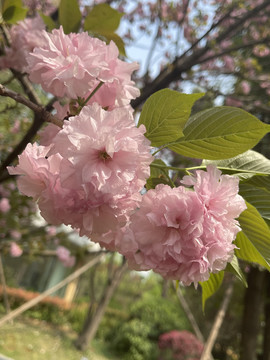 漂亮的红樱花