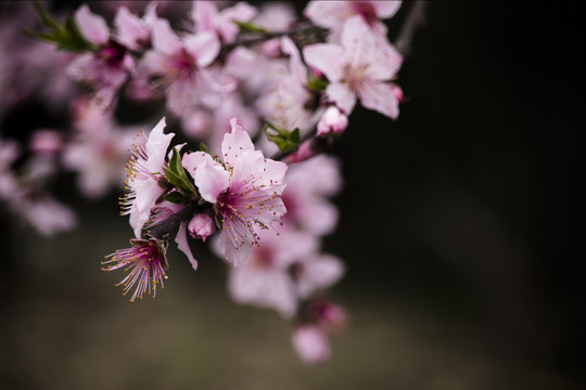 盛开的桃花