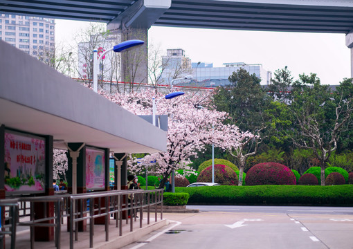 樱花公交站