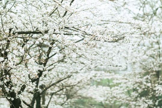 春天白色樱花花开樱花大道