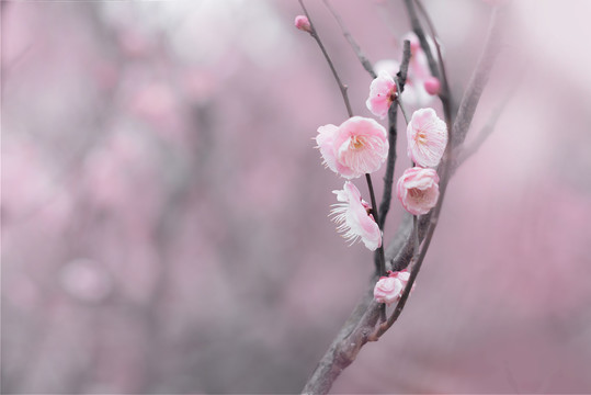 春天一支粉色梅花梦幻背景