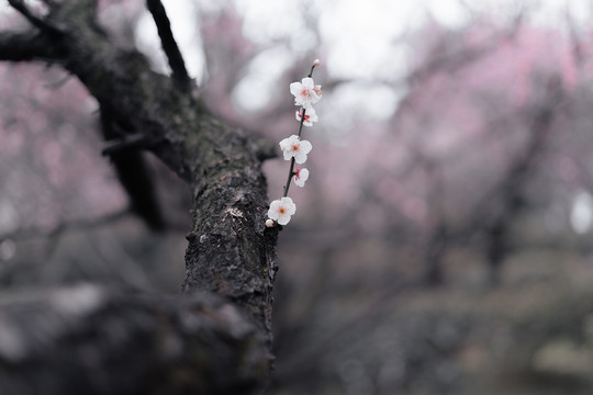 春天一支粉色梅花梦幻背景