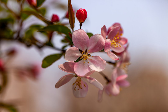 春天海棠花盛开