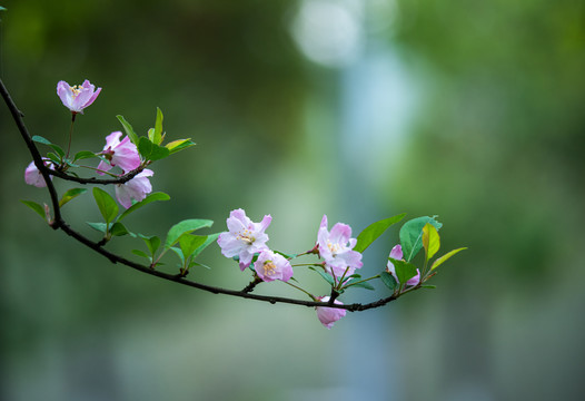 阳春三月樱花开了