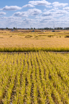 秋天丰收的稻田