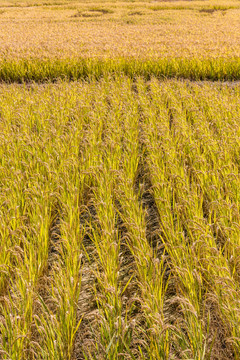 秋天丰收的稻田