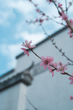 山居桃花朵朵开