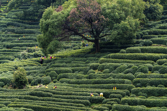 高山龙井茶园