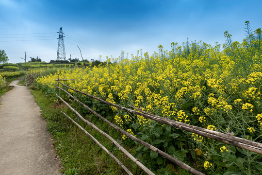 油菜花海