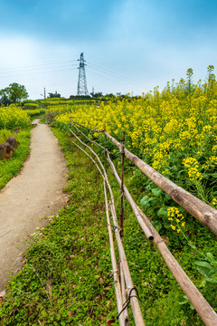 油菜花海