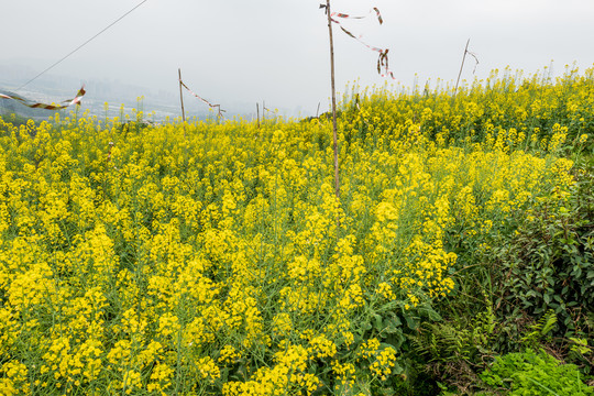 油菜花海