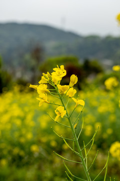 油菜花